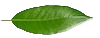 Logo Salix